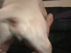 Big Dog Small Girl Porn