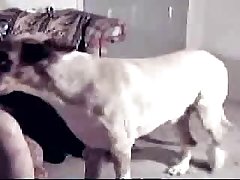 Pate Dog Porn