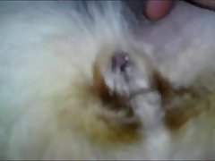 Dog Cry Porn