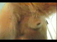 Bear Zoo Porn