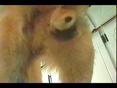 Bear Zoo Porn