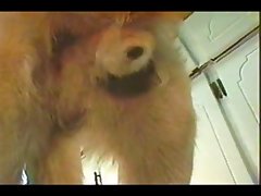 Bear Zoo Porn