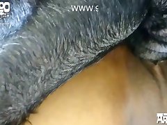 Male X Dog Porn