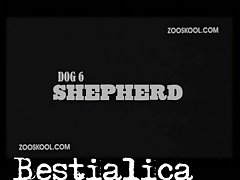 Best Sites For Animal Porn