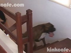 Animal Movie Hot Scene Porn